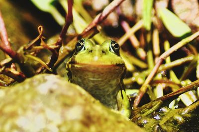 Close-up of frog on plant