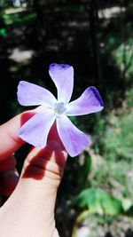 Close-up of hand holding purple flower