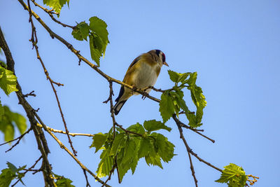 Low angle view of bird perching on branch against sky