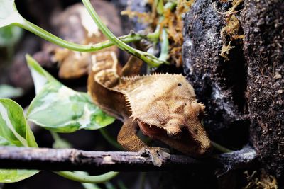 Close-up of lizard on tree