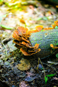 Close-up of mushroom growing on field