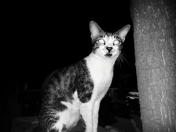 Portrait of cat sitting at night