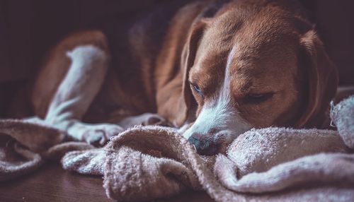 Close-up of dog sleeping