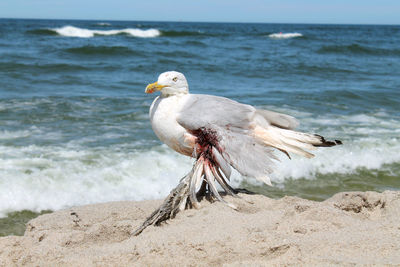 Wounded bird, baltic sea