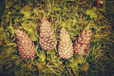 Blurry, soft focus closeup of four pine cones on ground among green leaves and grass