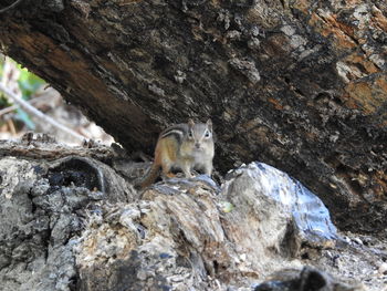 Squirrel sitting on rock