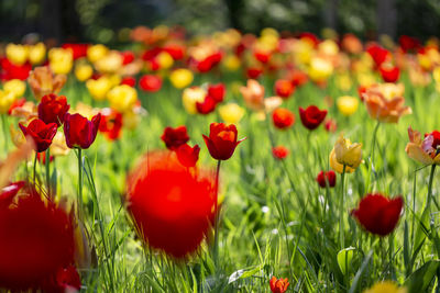 Close-up of red poppies on field