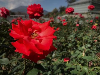 Close-up of red flowers blooming outdoors