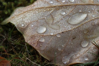 Close-up of raindrops on leaf