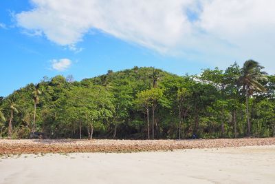 Scenic view of forest against sky
