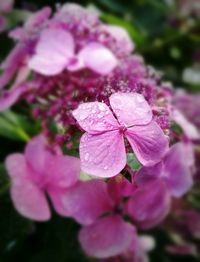 Close-up of pink flowers