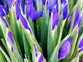 Full frame shot of purple flowering plant