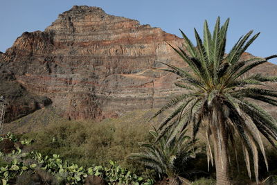 Palm trees on rock formation against sky