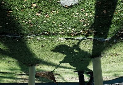 Shadow of tree on grass