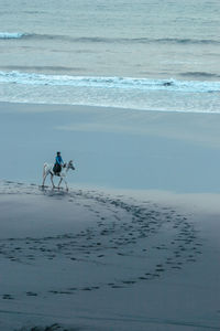 View of a dog on the beach