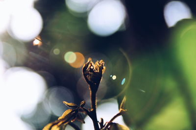 Close-up of flower against blurred background