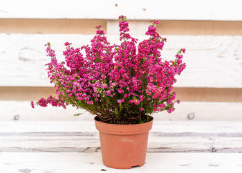 Close-up of pink flower pot on table