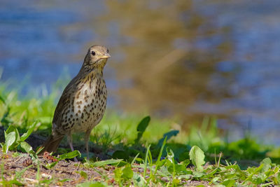 Close-up of bird perching on a field