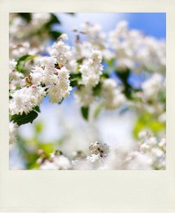 Close-up of insect on flowers