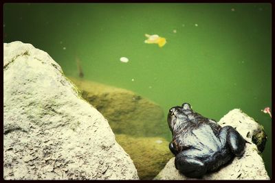 View of turtle on rock by lake