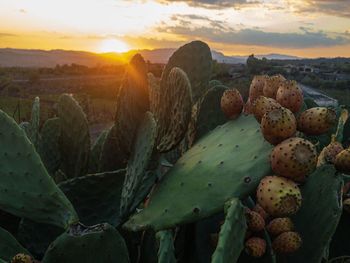 Beautiful sunset in sicily with prickly pears