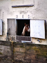 Cat sitting on a window