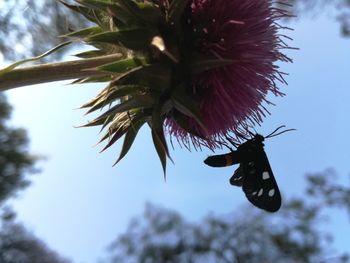 Low angle view of butterfly on tree against sky