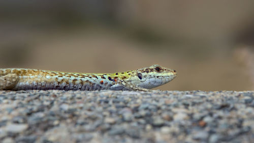 Close-up of lizard on rock