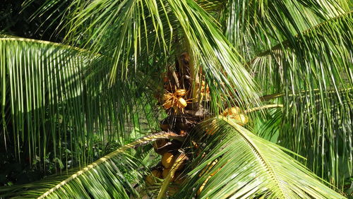 Close-up of coconut palm tree