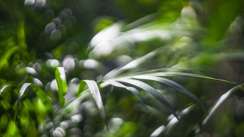 Close-up of fresh green leaves on field