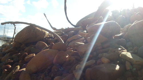 Close-up of pebbles on beach against sky