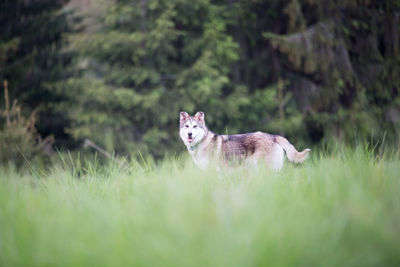 Portrait of horse in grass