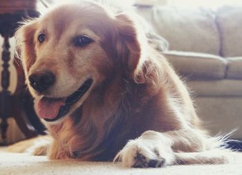 Close-up portrait of a dog