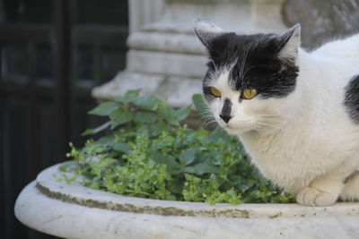 Alert cat sitting on potted plant