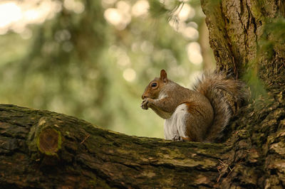 Squirrel on tree trunk