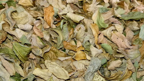 Full frame shot of dried leaves