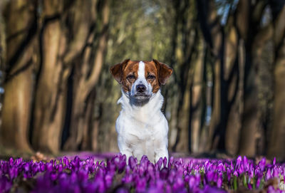 Portrait of dog against purple flowers