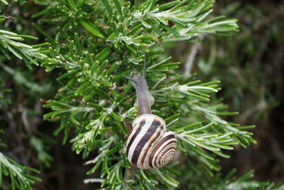 A snail on the rosemary by the sea