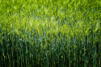 Full frame shot of corn field