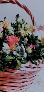 Close-up of rose plant on table