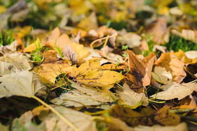 Close-up of yellow leaves on field