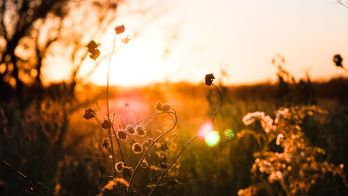 Close-up of flowering plants on field during sunset