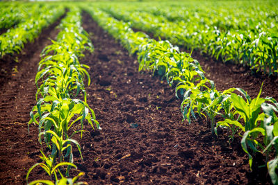 Close-up of fresh green plants in field