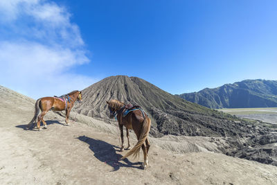 Two horses on mountain against blue sky