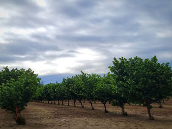 Trees on field against sky