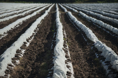 High angle view of corn field