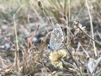 Close-up of butterfly on dry flower