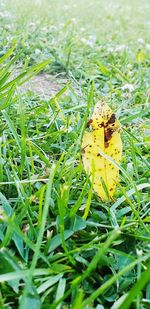 Close-up of fresh yellow leaf on field