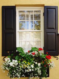 Close-up of flowers against house