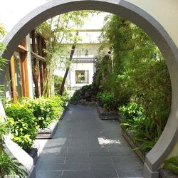 Narrow walkway along trees